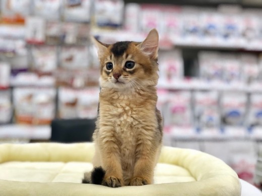【 ソマリ 】顔も体も美しい!誰もが認めるTHE美ネコ♪港北NT店NO.311817
