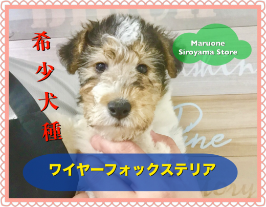 【 ワイヤーフォックステリア 】超希少!ワイヤー&カーリーヘアーが特徴の美しきわんこ現る!ペッツワン城山店NO.118286