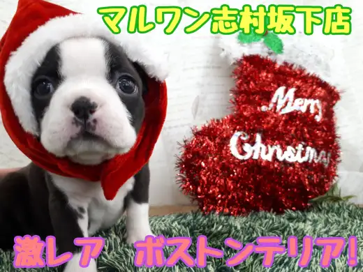 【 ボストンテリア 】激レア鼻ぺちゃワンコ！平成最後のクリスマスはボステリちゃんと一緒に！！志村坂下店NO.914401