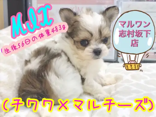 【 タヌキ顔MIX 】癒し度MAX！！生後56日の体重483gのプリンセス登場！！