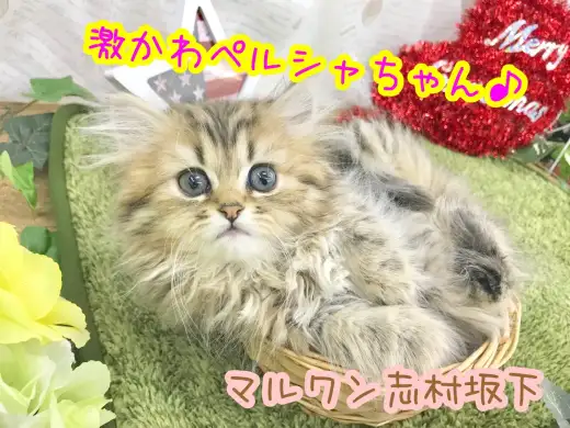 【 ペルシャ 】 チンチラゴール度が美しい極上キャット登場！！