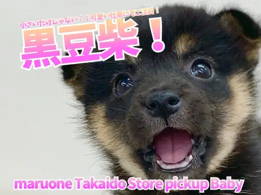 【黒豆柴】小さいだけじゃない？！可愛い仕草にもご注目！