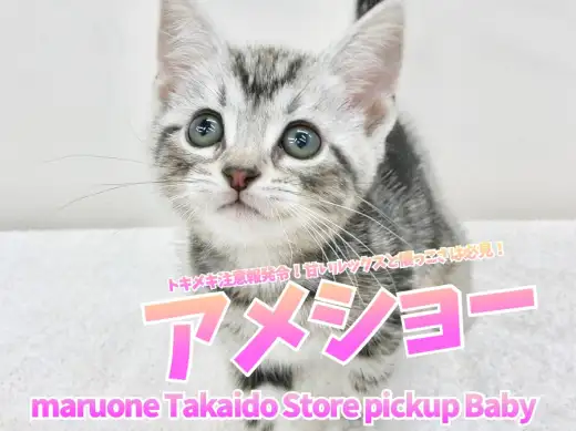 【 アメリカンショートヘア 】トキメキ注意報発令！甘いルックスと懐っこさは必見！