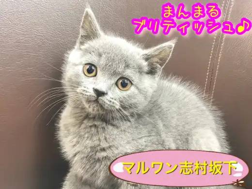 【 ブリティッシュショートヘア 】  2019年 福を招くプレミアムキャット！！