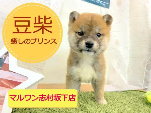 【 豆柴 】成犬になっても子犬のような大きさ!?両親の体重は極小の3.5kg!