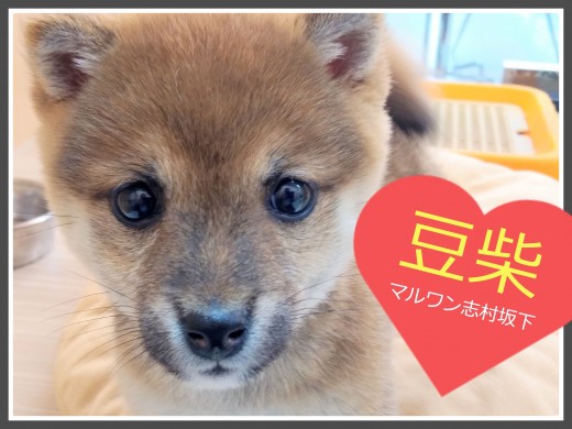 【 豆柴 】ミニマムサイズのプレミアム豆柴が志村坂下店にやってきた！！