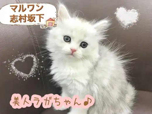 【 ラガマフィン 】 美しいシルバーは癒しの天使カラー！ 人気急上昇中のぬいぐるみキャット！！