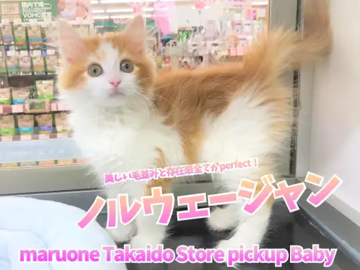 【 ノルウェージャンフォレストキャット 】美しい毛並みと存在感全てがperfect！大人気モフモフにゃんこ！