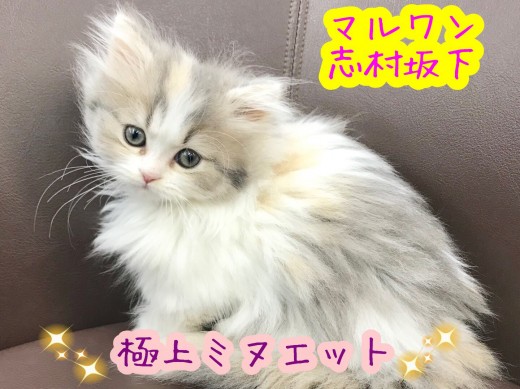 【 ミヌエット 】ペルシャの優雅さとマンチカンの可愛らしさを兼ね備えた 極上プリンセス登場！！