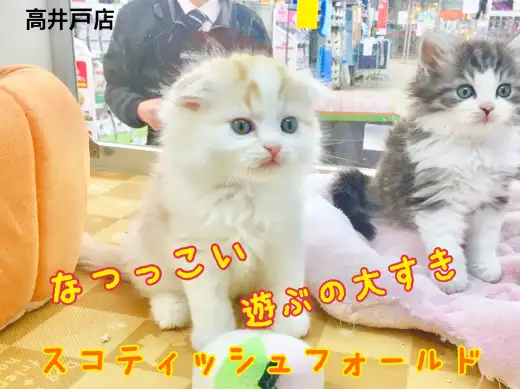 【 スコテッシュフォールド 】愛くるしさ120％スコティッシュフォールド