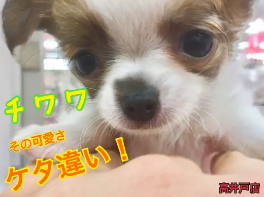 【 チワワ 】小さい！イケメン！愛嬌ばっちり！激カワ要素が三拍子！