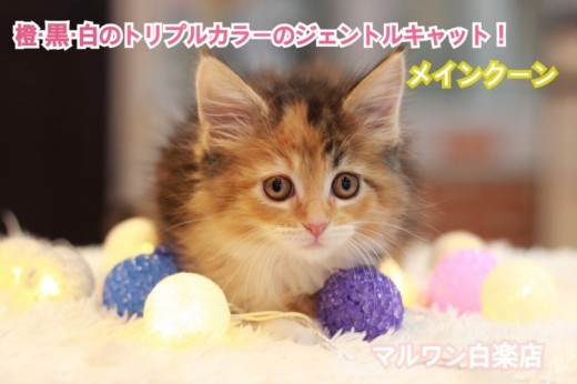 【 メインクーン 】橙・黒・白のトリプルカラーのジェントルキャット！