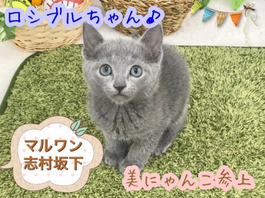 【 ロシアンブルー 】  シルバーブルーの被毛は美しさの極み！  小さめボディのロシアンプリンセス！！