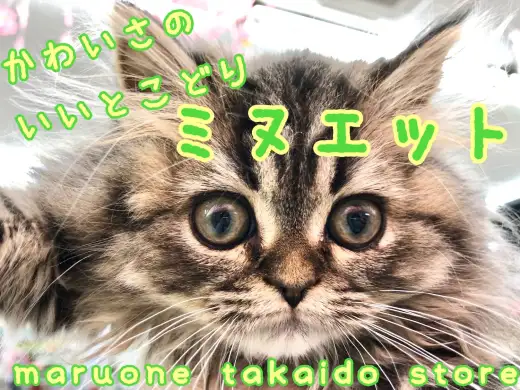 【 ミヌエット 】ペルシャ・マンチカンの良いとこ取り！激カワ⁉モフモフニャンコ‼