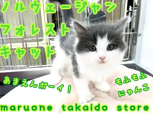 【 ノルウェージャンフォレストキャット 】青い美しい毛並みに大注目！！将来有望な大人気長毛美ネコ♪