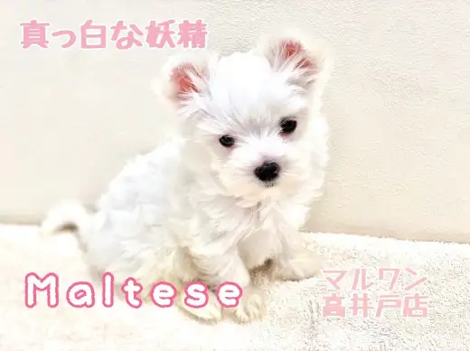 【 マルチーズ 】見逃し注意！小さめサイズのパーフェクトガール！？