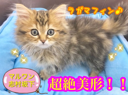 【 ラガマフィン 】美猫！！愛され顔のアイドルにゃんこ登場