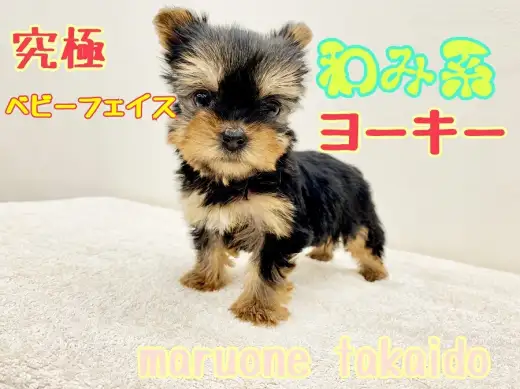 【 ヨークシャーテリア 】究極ベビーフェイス？！杉並区NO.1の和み系ヨーキー登場！！