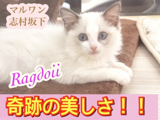 【 ラグドール 】お手入れ慣れ・抱っこ慣れバッチリ！！才色兼備な極上お嬢様！