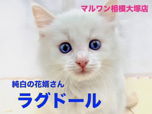 【 ラグドール 】純白のタキシードをまとった花婿登場!青い目のイケメンと人生のバージンロードを歩いてみませんか?