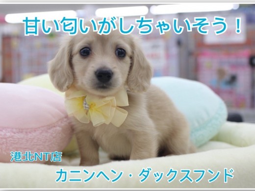 ワンちゃん カニンヘン・ダックスフント | ペットショップ マルワン 小さめ