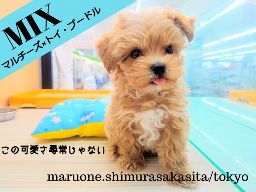 【 MIX犬 】超絶した可愛さ！！癒し系マルプー君とのスペシャルライフ！！