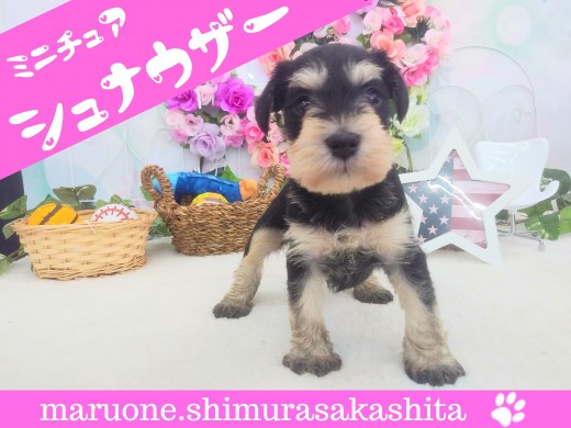 【 ミニチュア・シュナウザー 】令和に癒し顔の穏和なプリンセス登場！！