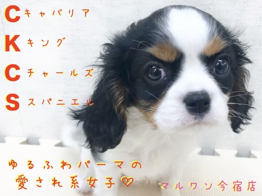 【 キャバリア 】神奈川県内の方必見の愛されキャラ!?3つのポイントを徹底分析!