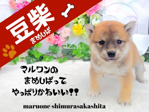 【 豆柴 赤毛 】プレミアム級の可愛さ！！小さくて良血統の豆柴がやって来た！！