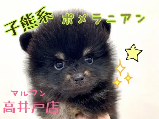 【 黒ポメラニアン 】待望の超希少カラーブラック＆タン！大人気の子熊系ポメがやってきた！