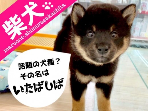 【 黒柴犬 】スタイリッシュな美人大和撫子柴ちゃん！！