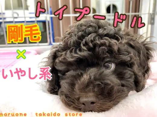 【 トイ・プードル 】珍カラーで剛毛！かっこかわいい癒し系ワンコ‼