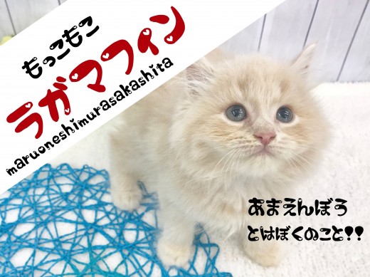 【 ラガマフィン 】ミルクティーカラーで あま～いマスクのスウィーツ系プリンス！