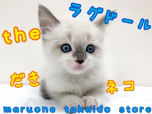 【 ラグドール 】ネコ好き必見！常識を塗り替えるネコ！杉並区一甘えん坊はこの子！