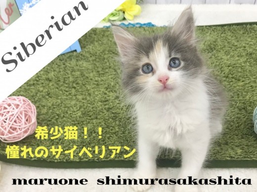 【 サイベリアン 】希少な大型プリンセス！美しいダイリュートキャリコも必見です！