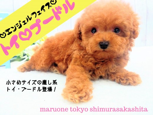 【 トイ・プードル 】生後51日の体重は497gの小ささ！その可愛さはプレミア級！