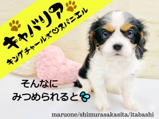 【 キャバリア 】究極のヒーリングドッグ現る！溢れ出す優しさと愛らしいお顔！