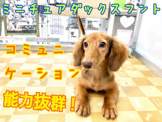 【 ミニチュア・ダックスフント 】コミュニケーション力抜群！！杉並区一良い子登場！