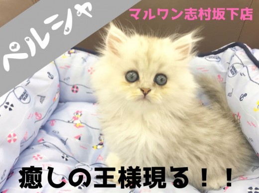 【 ペルシャ 】絶対的な癒しの王者はこの子で決まり！！プリンスペルシャ君登場！