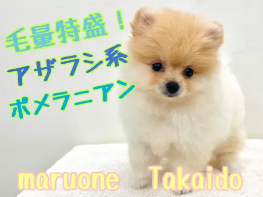 【 ポメラニアン 】毛量特盛！「アザラシ系」ポメラニアン登場！！