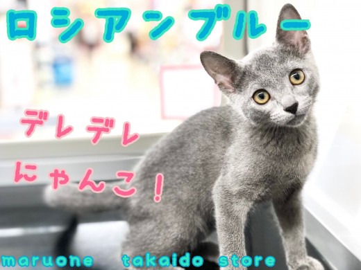 【 ロシアンブルー 】美しい毛色!性格の良さも見逃せない、甘えんぼにゃんこ!