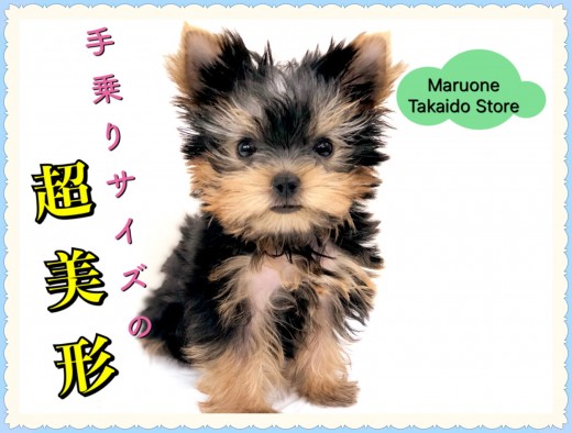 【 手乗りヨーキー 】見る人全てを魅了する♪激カワヨークシャーテリア登場！！