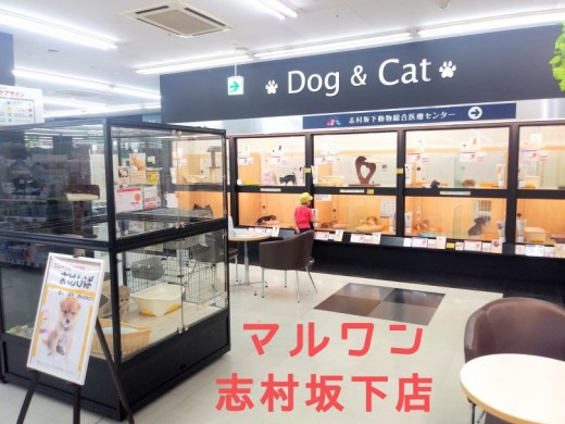 【 店舗紹介 】東京・板橋区のオリンピック志村坂下店は魅力がいっぱい！！