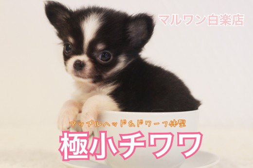 【 極小チワワ 】生後60日で驚愕の337g！アップルヘッドにドワーフ体型！