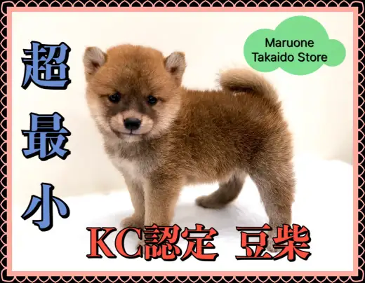 【 豆柴 】生後53日で516g！過去最小サイズのスペシャル豆柴