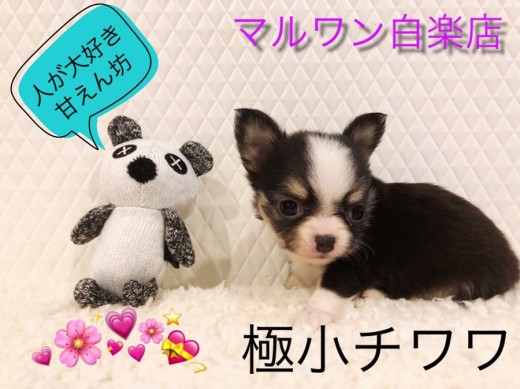 【 極小チワワ 】注目度のNo1!生後65日で驚愕の437gのミニマムサイズ!