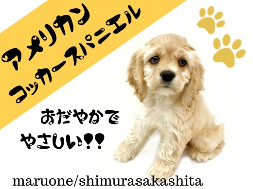 【 アメリカンコッカースパニエル 】温厚美形！陽気で賢い「アメコ」の魅力とは？