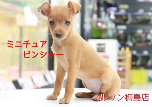 【 ミニチュアピンシャー 】お手入れ苦手な方にピッタリ!美しい体躯に見惚れ注意!