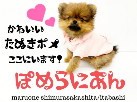 【 ポメラニアン 】可愛すぎるタヌキ顔ポメラニアンは東京都に実在した！！