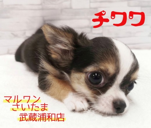 【 チワワ 】アクセス数急上昇中!!キラキラおめめがまぶしすぎる男の子!!